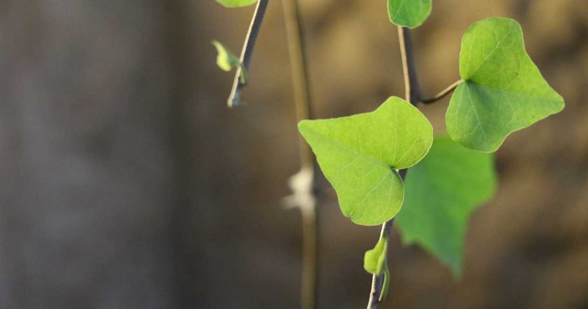 Bari, Lama Balice: escursione per bambini alla ricerca dei "cuori nella natura"